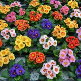 Jak pěstovat prvosenku vytrvalou - barevný koberec ve stinných záhonech